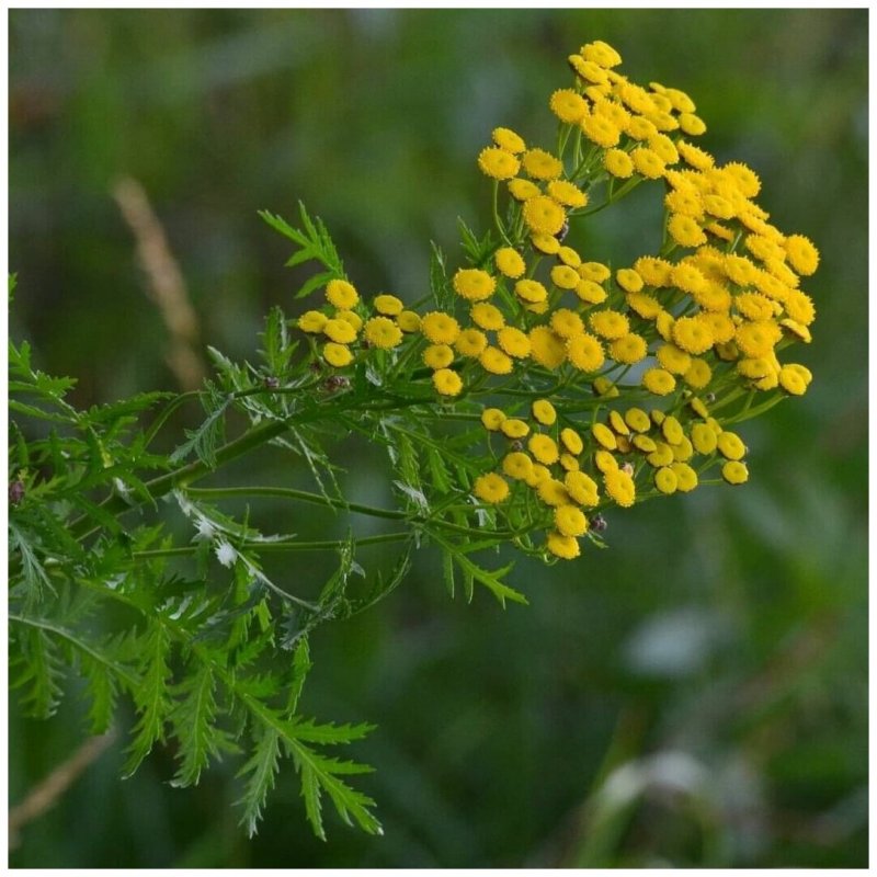 Пиретрум девичий (Tanacetum parthenium)