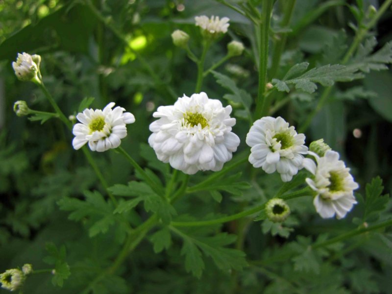 Tanacetum Байя