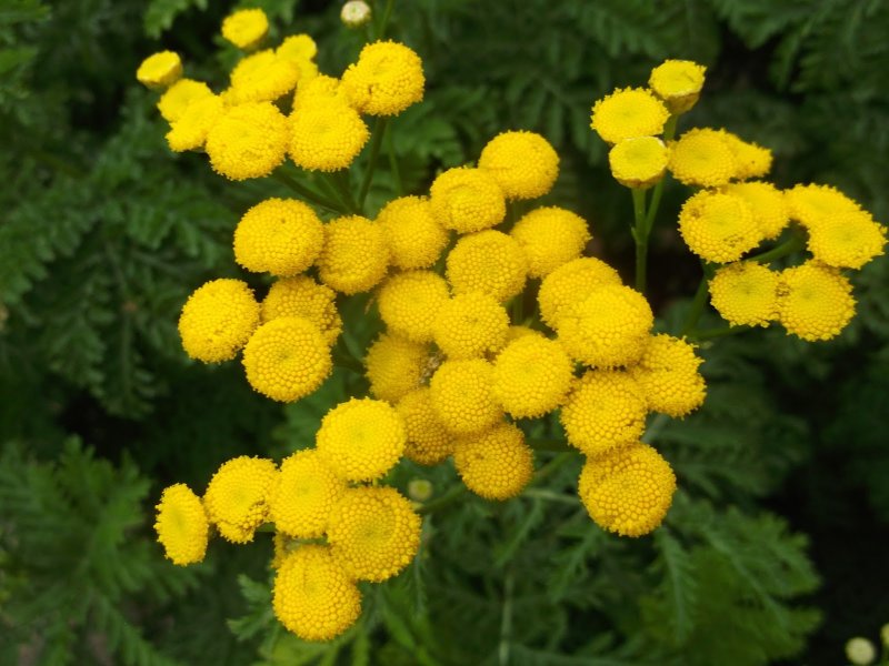 Пиретрум девичий (Tanacetum parthenium)