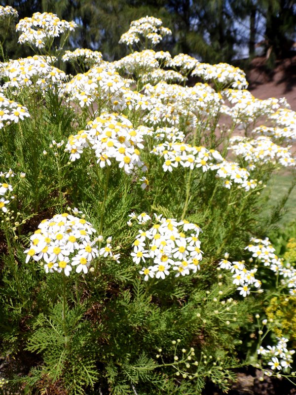 Пиретрум девичий (Tanacetum parthenium)