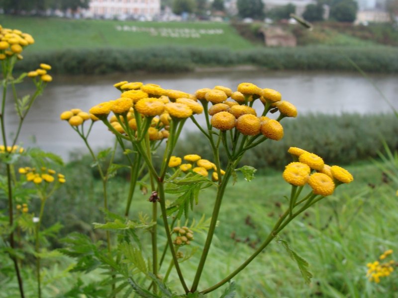Пижма Хараджана (Tanacetum haradjanii).
