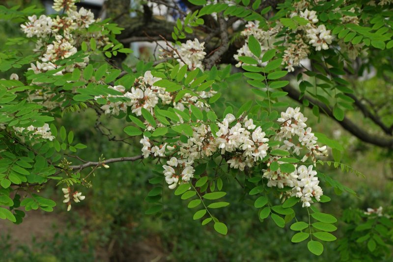 Белая Акация (Робиния псевдоакация)