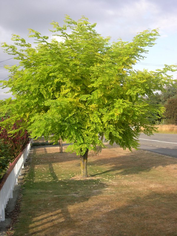 Робиния псевдоакация Robinia pseudoacacia