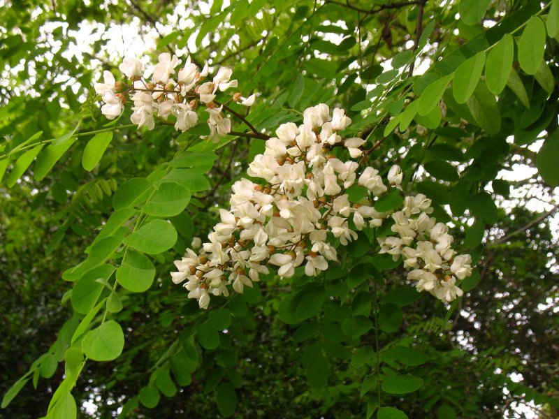 Робиния псевдоакация амбрасифолия