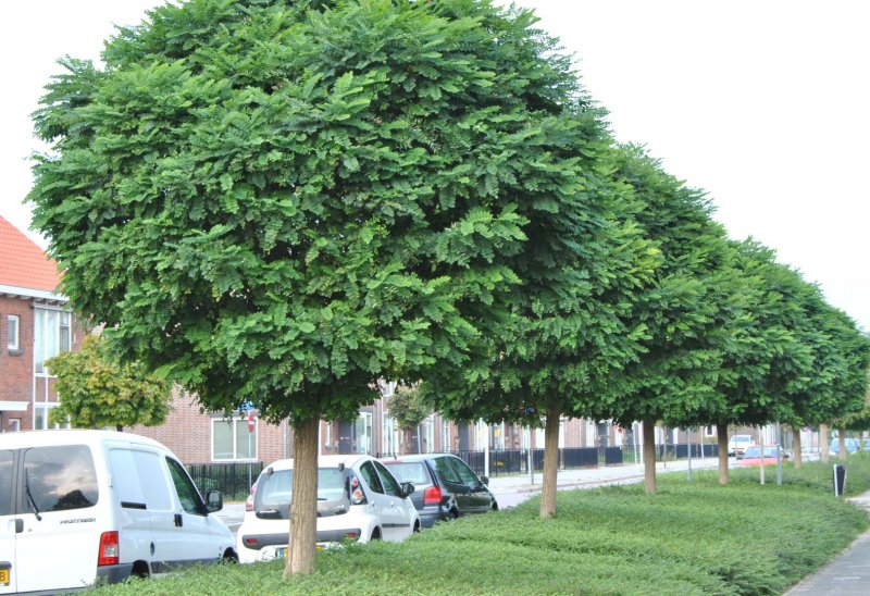 Акация (Робиния) Umbraculifera