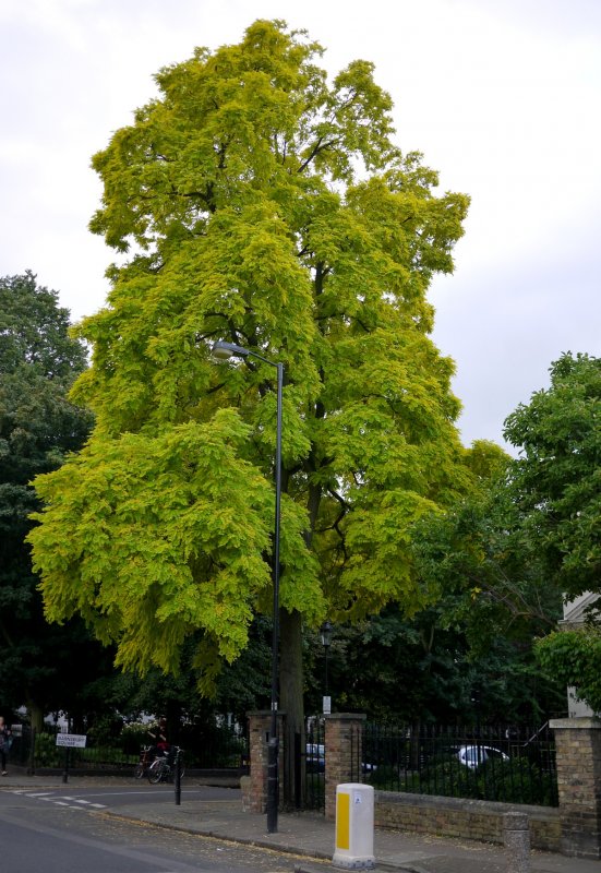 Акация белая (Robinia pseudoacacia)