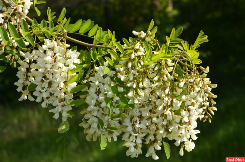 Акация белая (Робиния)
