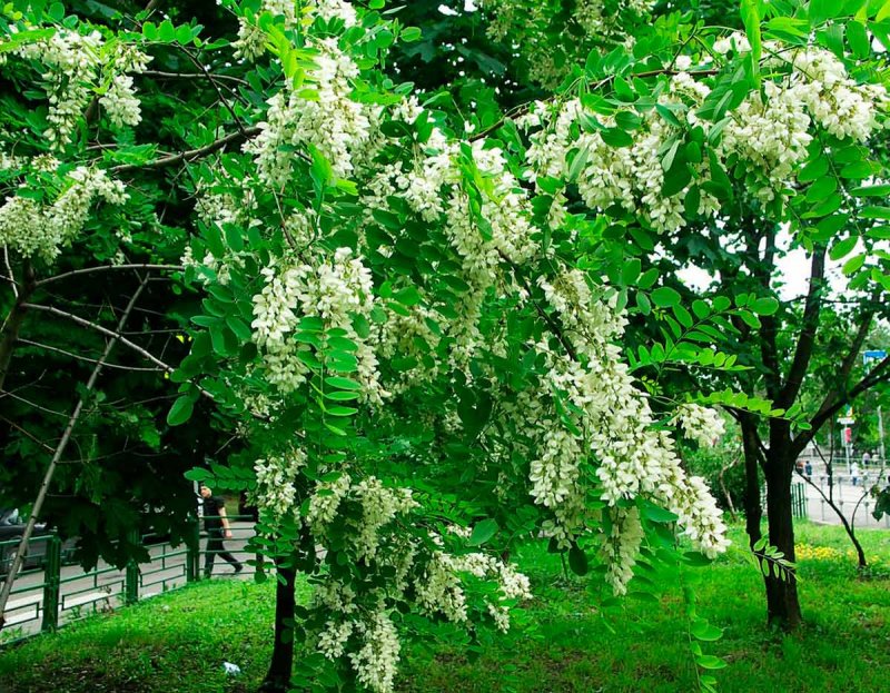 Акация белая (Робиния)