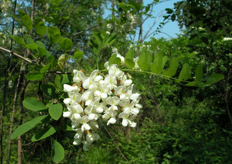 Робиния Лжеакация (белая Акация) - Robinia pseudoacacia