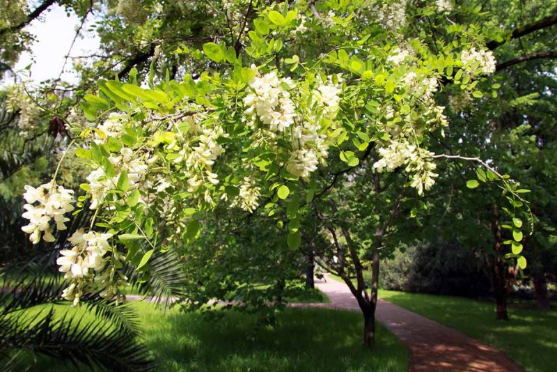 Акация белая (Robinia pseudoacacia)