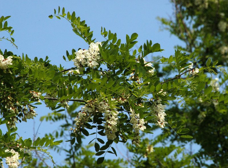 Робиния псевдоакация (Robinia pseudoacacia l.)