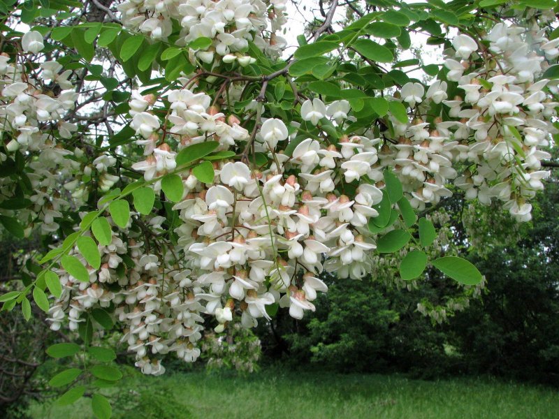 Робиния Лжеакация (белая Акация) - Robinia pseudoacacia