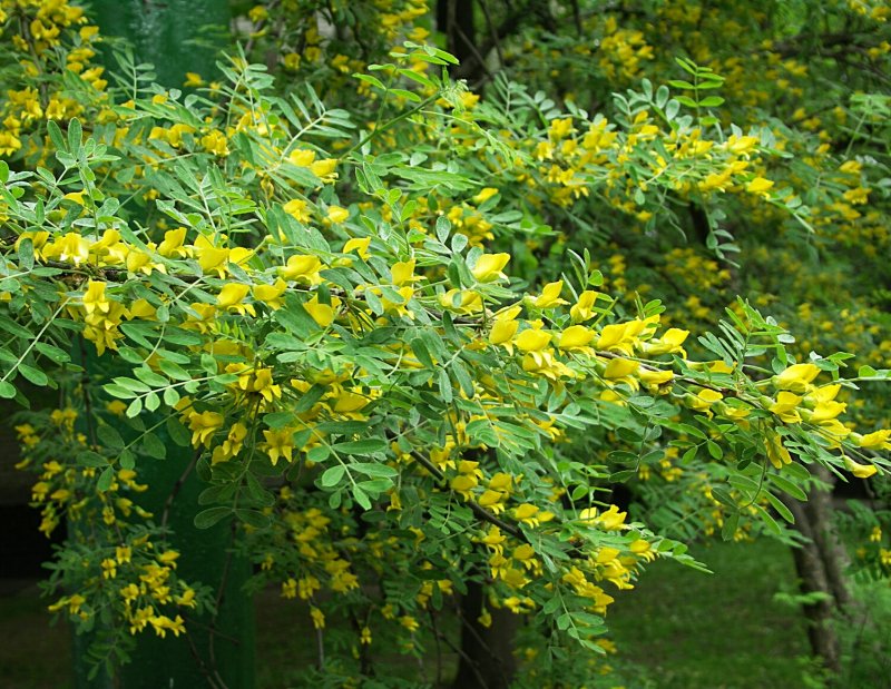 Махровая Акация