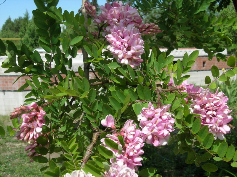 Robinia Purple Robe Робиния