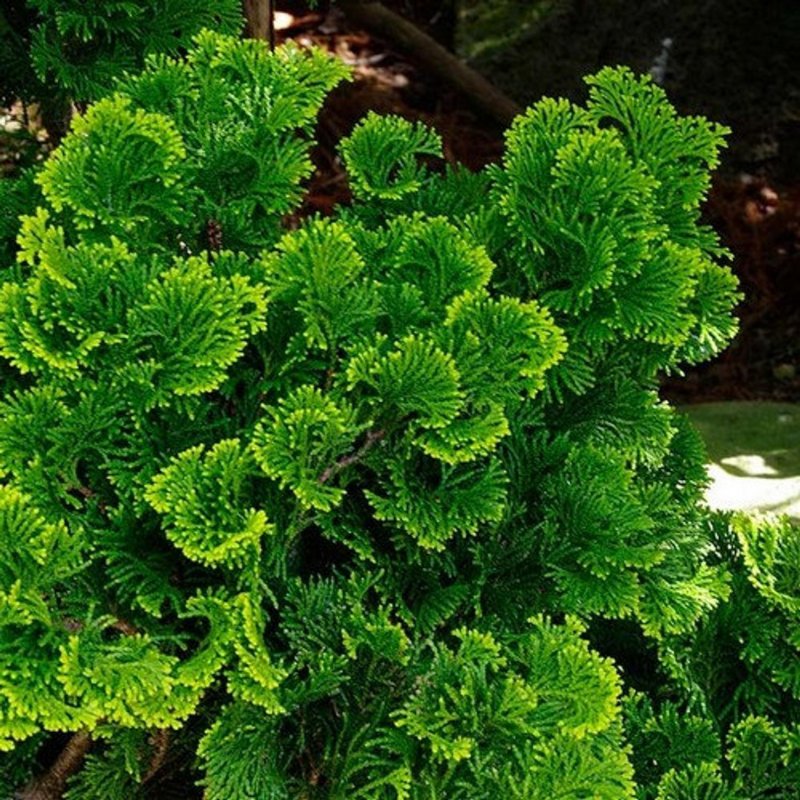 Кипарисовик тупой Нана Грацилис "Nana gracilis"