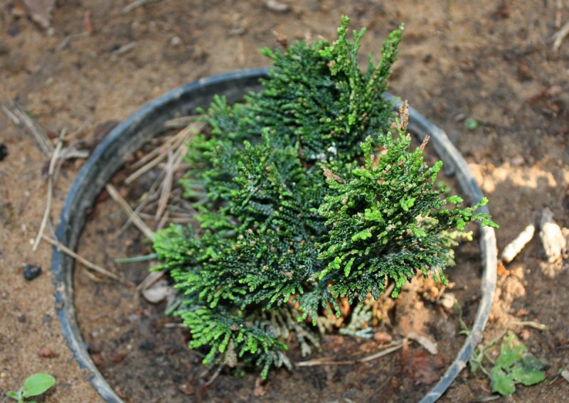 Chamaecyparis obtusa 'Butterball'