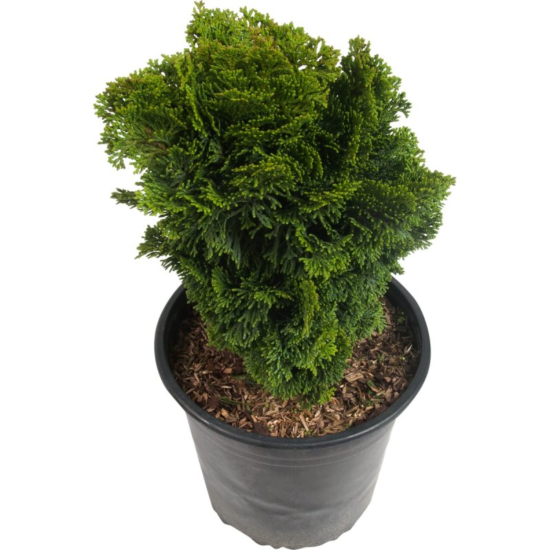 Chamaecyparis obtusa 'Coraliformis'