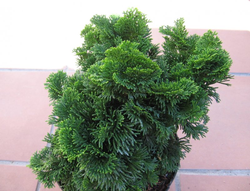 Chamaecyparis (false Cypress)
