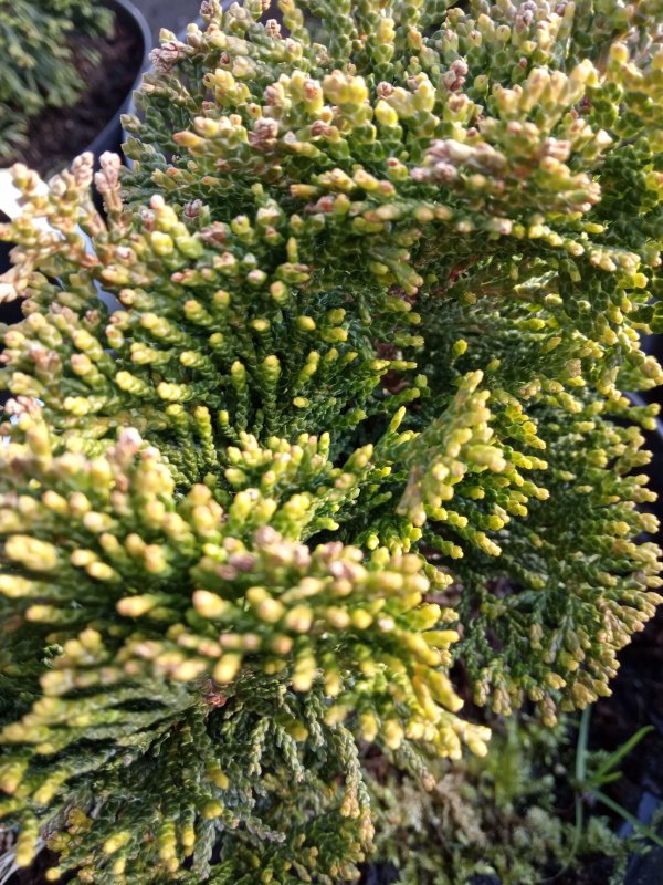 Кипарисовик obtusa Nana lutea