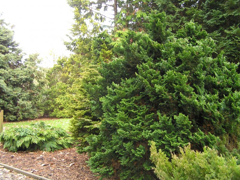 Chamaecyparis obtusa