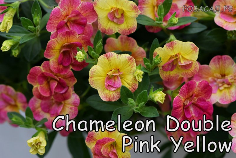 Калибрахоа Double Pink Yellow