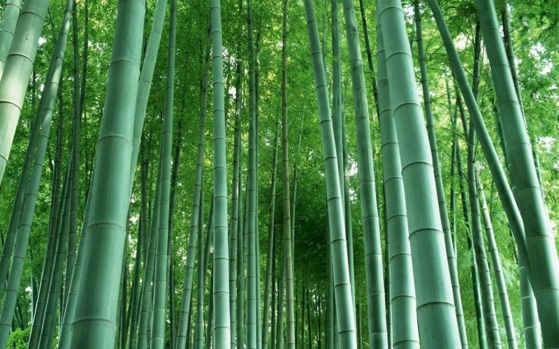 Phyllostachys edulis Moso