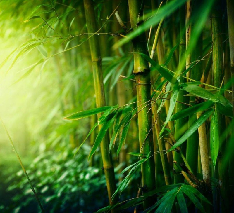 Весы Lumme Lu-1328 Bamboo Forest