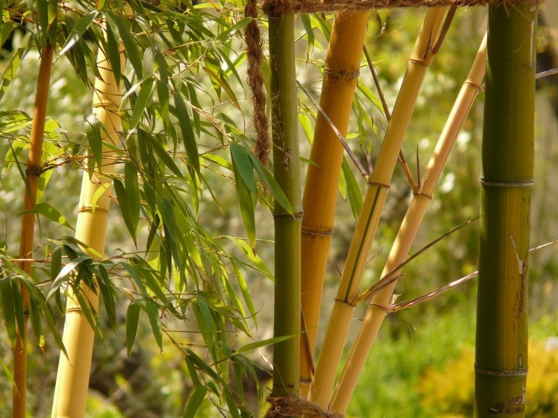 Бамбук Aureocaulis'
