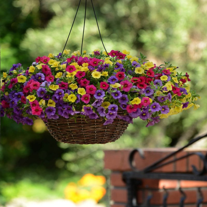 Калибрахоа Calibrachoa Kabloom