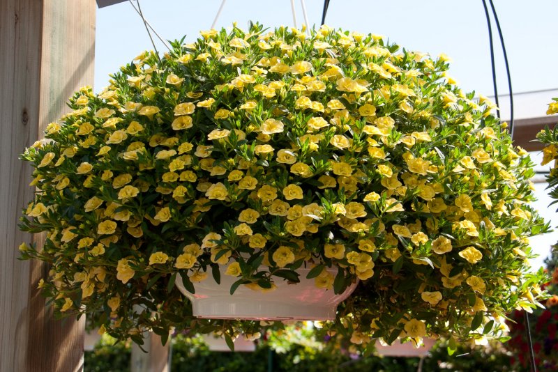 Калибрахоа MINIFAMOUS Neo Double Yellow