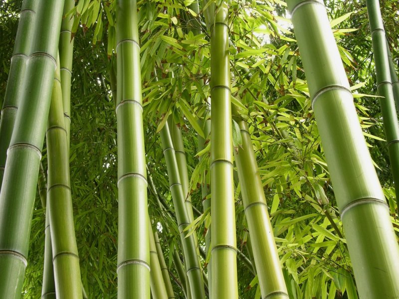 Phyllostachys heterocycla