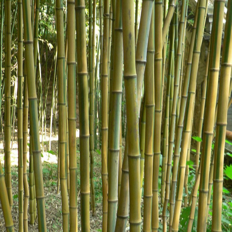 Phyllostachys aureosulcata