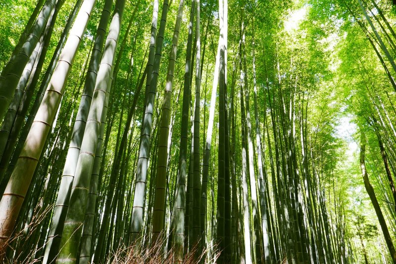 Moso Bamboo