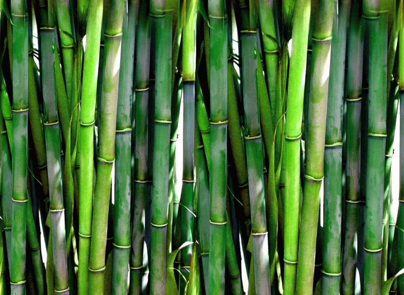 Bamboo "Bamboo (LP)"