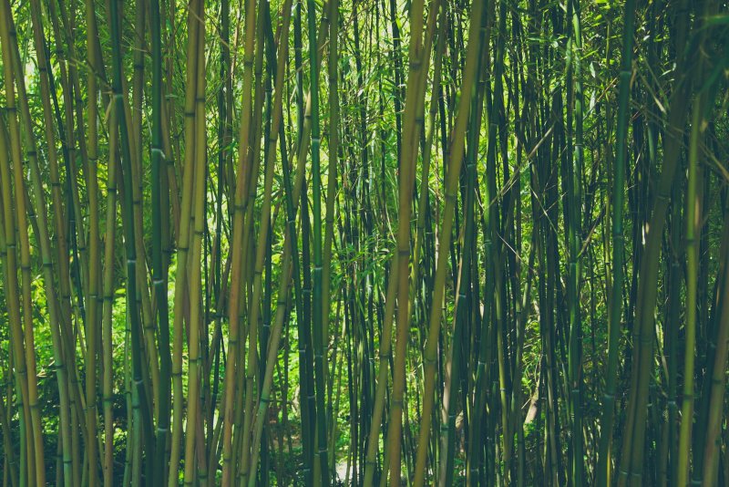Серебристый бамбук, Bamboo Green, Bambusgruen