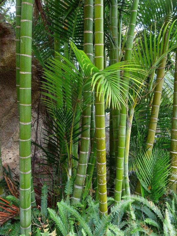 Phyllostachys heterocycla