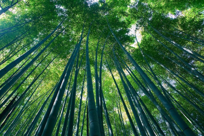 Sagano Bamboo Forest