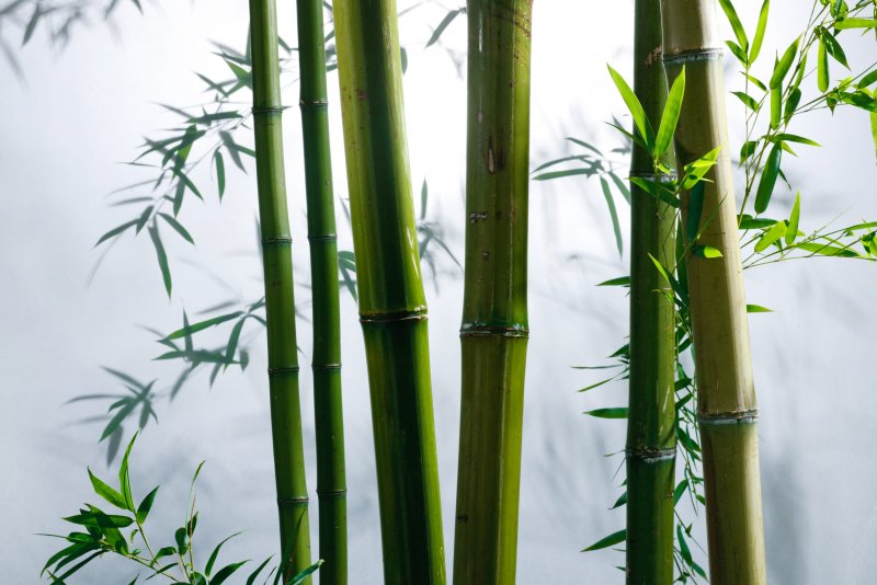 "Bamboo" "Bamboo. Bamboo (LP)"