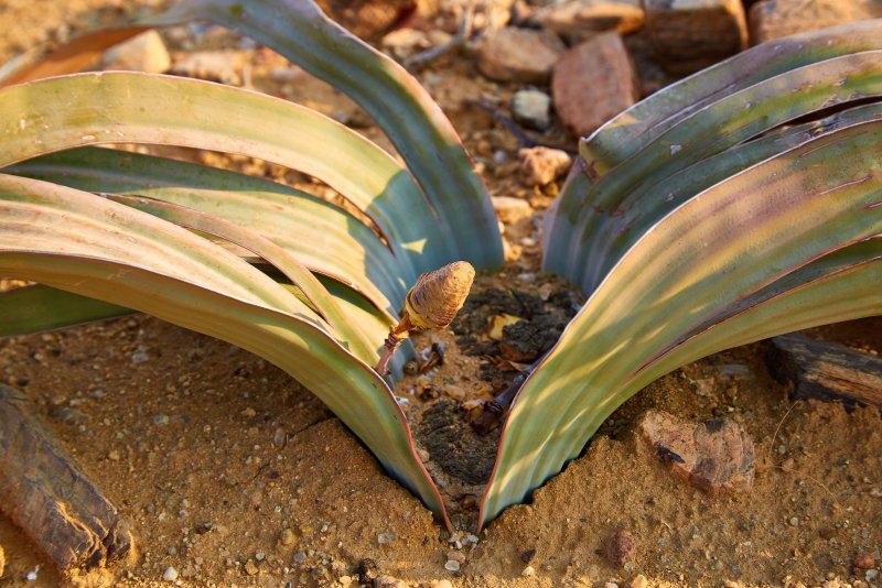 Вельвичия удивительная (Welwitschia Mirabilis)