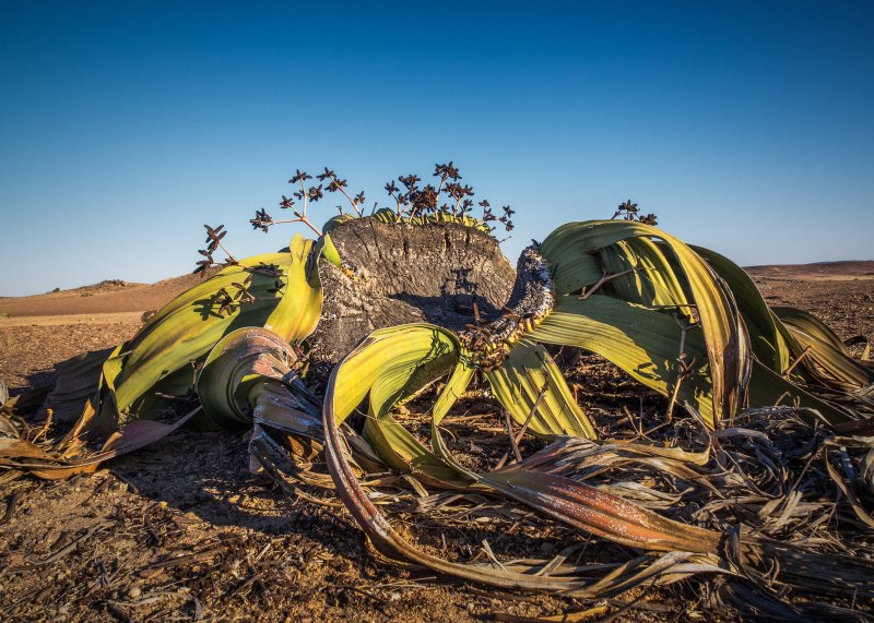 Welwitschia Mirabilis