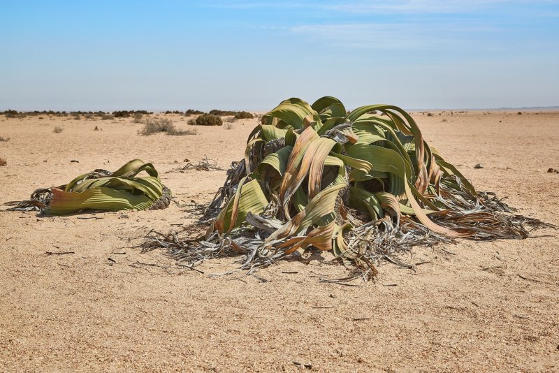 Вельвичия мирабилис Welwitschia Mirabilis