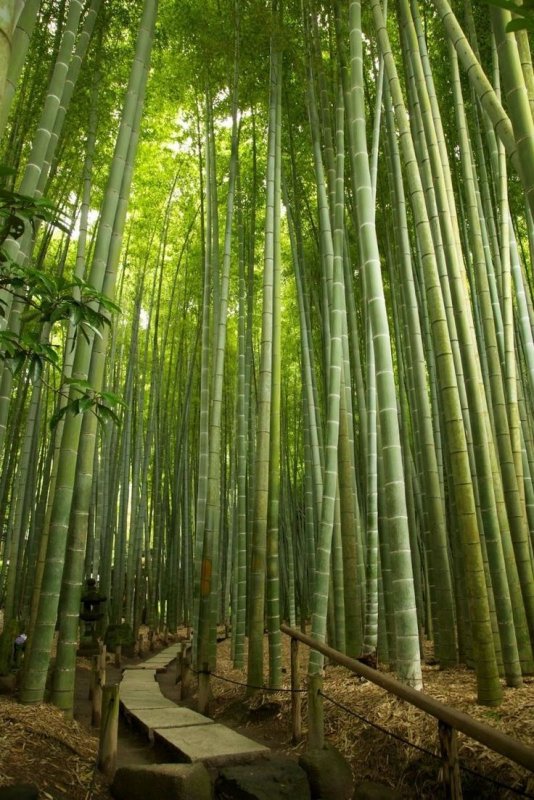 Бамбук Phyllostachys edulis Moso