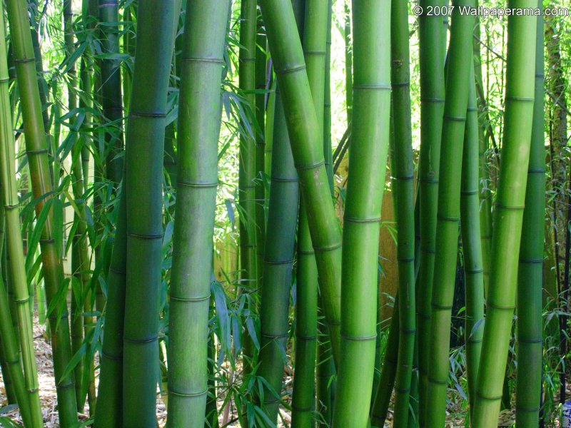 Phyllostachys heterocycla