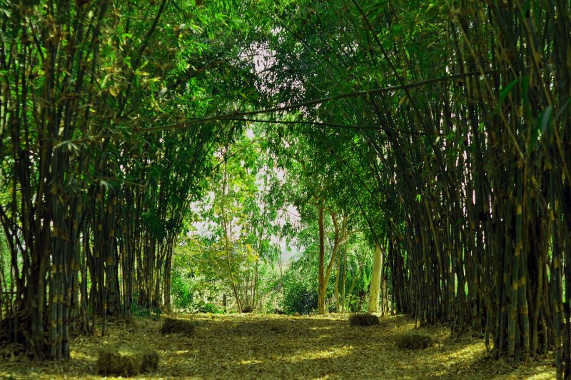Bamboo "Bamboo (LP)"