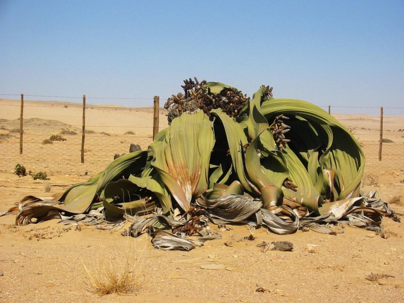 Вельвичия мирабилис Welwitschia Mirabilis