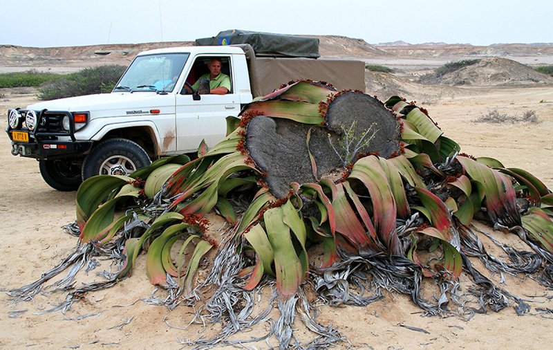 Вельвичия мирабилис Welwitschia Mirabilis