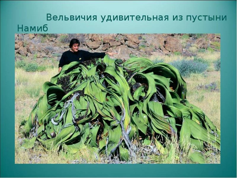 Вельвичия анатомия