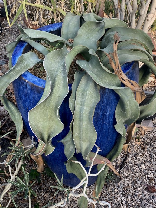 Вельвичия мирабилис Welwitschia Mirabilis