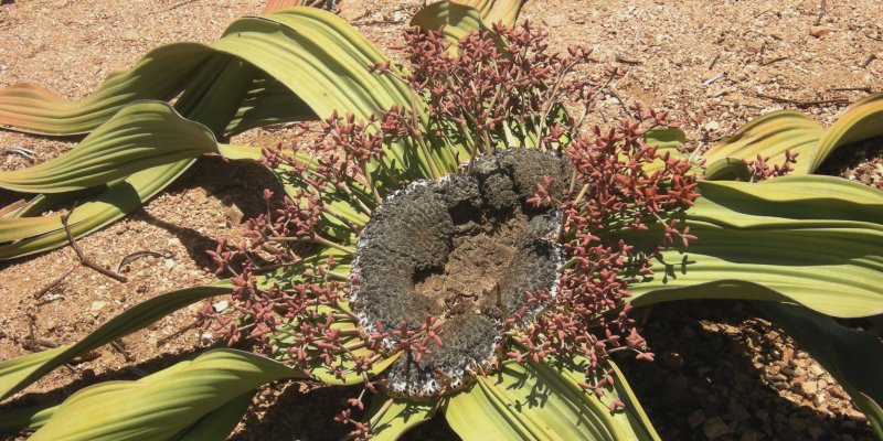 Elginia Mirabilis