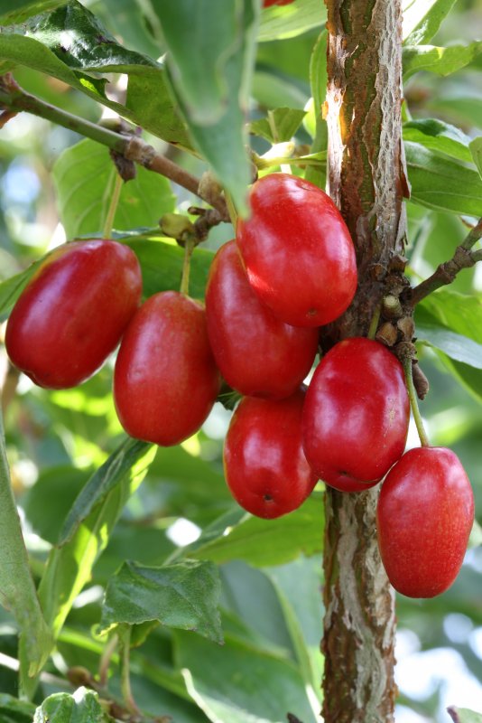 Кизил обыкновенный (Cornus mas)